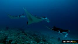 Aquaventure Maldives - Addu Atoll (7)