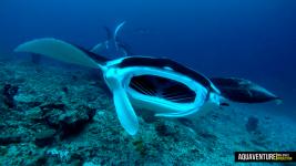Aquaventure Maldives - Addu Atoll (5)