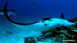 Aquaventure Maldives - Addu Atoll (39)