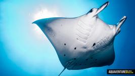 Aquaventure Maldives - Addu Atoll (104)
