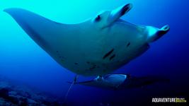 Aquaventure Maldives - Addu Atoll (93)