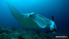 Aquaventure Maldives - Addu Atoll (8)