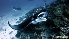 Aquaventure Maldives - Addu Atoll (77)