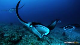 Aquaventure Maldives - Addu Atoll (79)